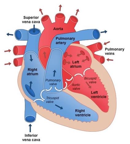 Internal structure of the heart