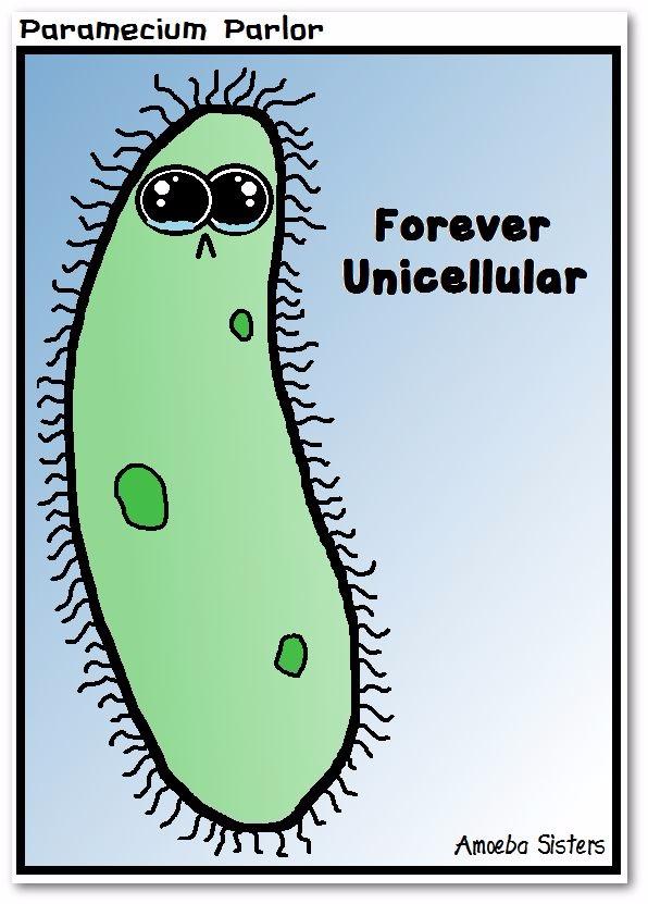 archaebacteria-are-unicellular-meaning-they-sutori