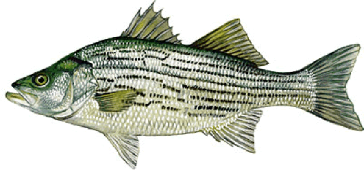 Shivan Fish Share