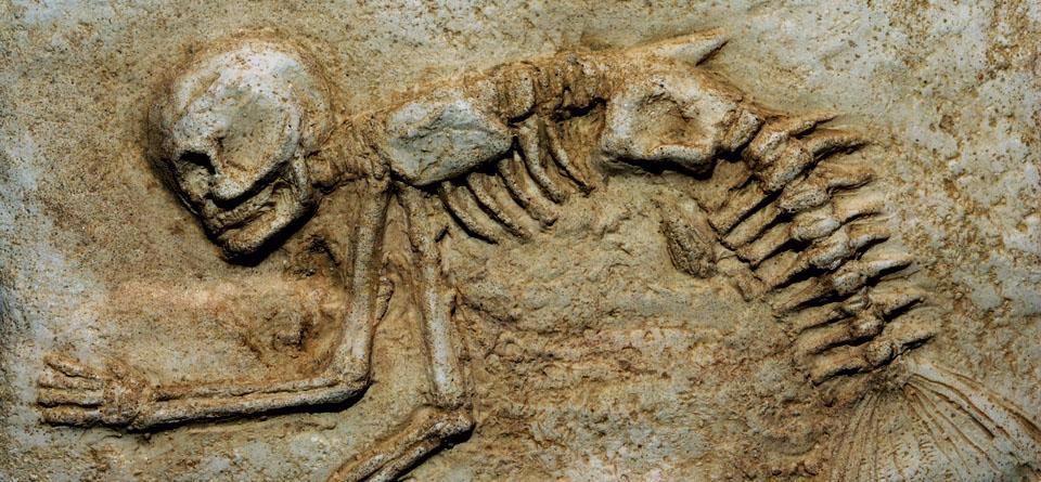 Кости мамонтов в вечной мерзлоте. Кости древних животных. Египетское кладбище. Вымершие морские лилии. Животное которое зарывается в песок.