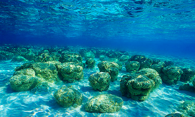 Stromatolites