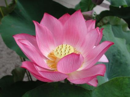The Lotus Flower. 