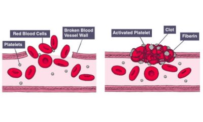 Circulatory System Sutori