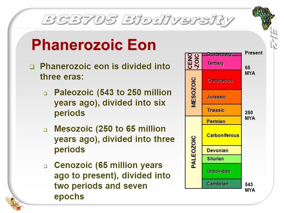 4th Eon Phanerozoic Eon 542 MYA And Current Eon Plant Life 
