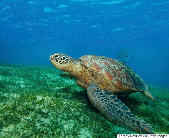 Green Sea Turtle