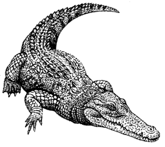 Crocodylidae (Modern day crocodile)