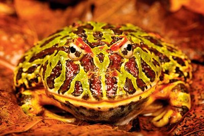 pacman frog angry