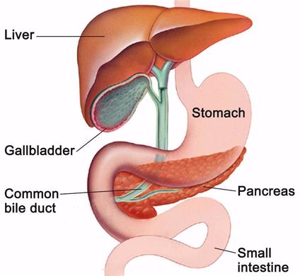 Step 4: Chyme moves into the small intestines where fluids from the ...
