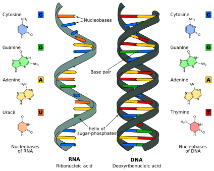 Nuclein (now known as nucleic acid)