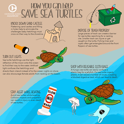 Conservation efforts around the world aim to protect turtles from ...