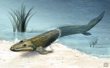 First Land Animal: 428 million years ago