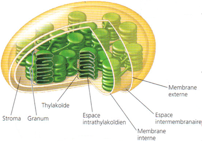 Les Chloroplastes Sont De Petits Organistes Cytoplasmiques Des Cellules ...