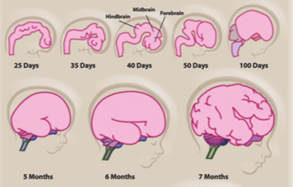 Early brain development for a baby from 25 days to 7 months.