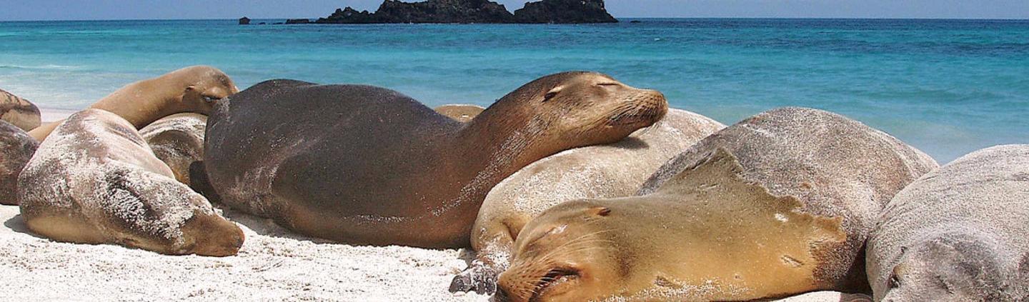 Para imprimir la historia, hágalo a través del enlace en la barra de ...