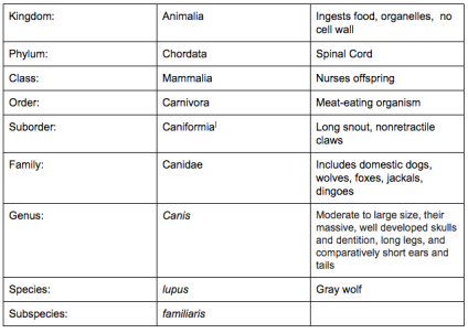 Seahorse Classification Chart