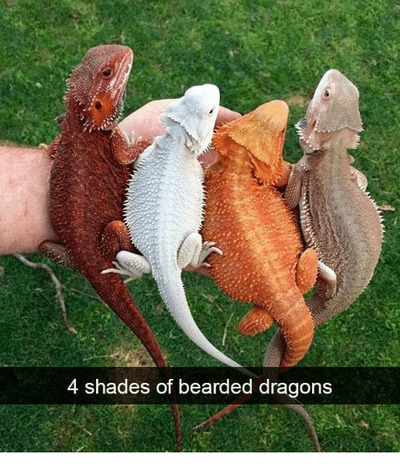 What set up do I need for my Bearded Dragon? - ExoticDirect