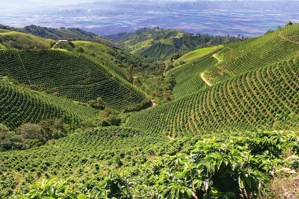 Coffee farms in Colombia