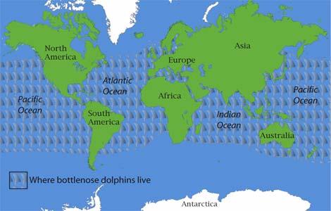 You can find dolphin in Pacific Ocean,Atlantic Ocean and Indian Ocean.