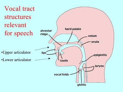 Vocal Process Scope Image credits: https://images.app.goo.gl/QD9GuL5JRzDB7oHM6