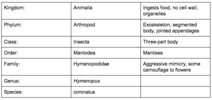 Malaysian Flower Mantis Classification Chart