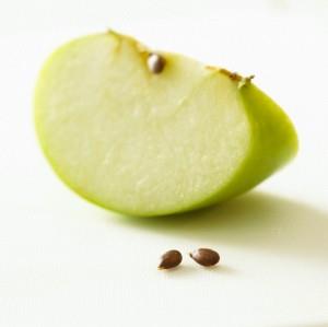 At four weeks old, the fetus is around the size of an apple seed.