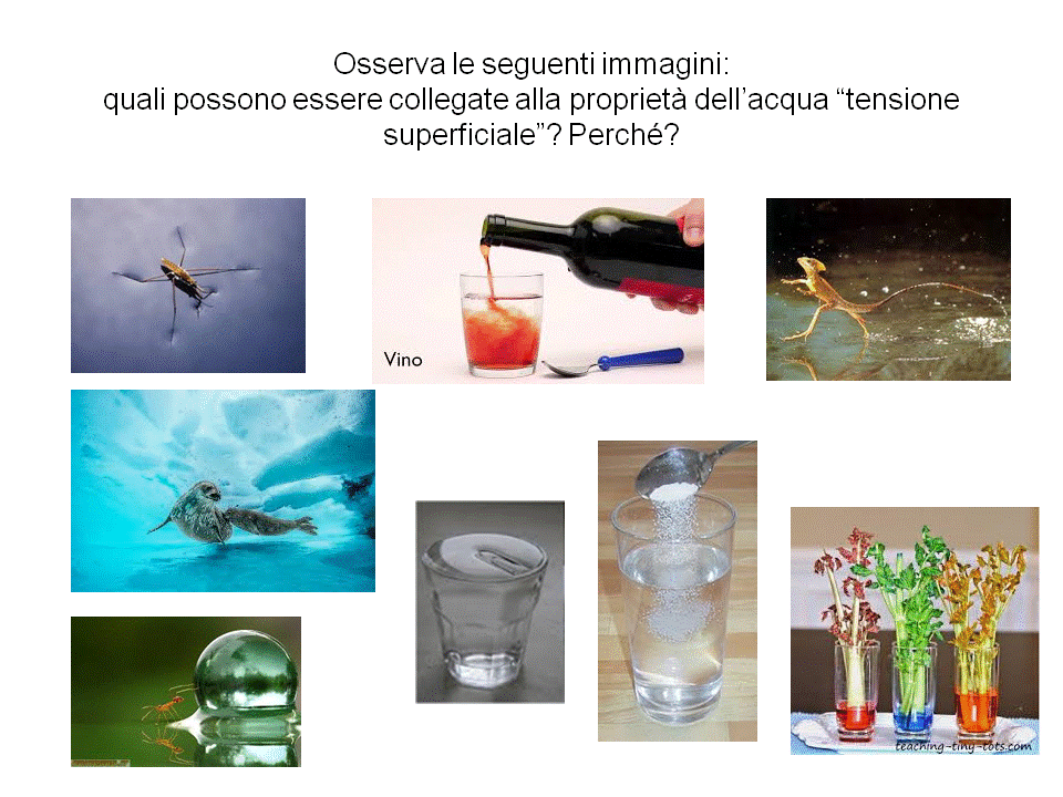tensione superficiale e suoi effetti su piccole quantità di liquido Tensione superficiale dell'acqua main image 0