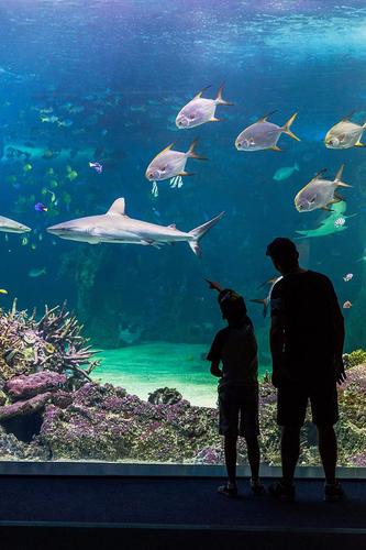 1988: Opening of Sydney Aquarium. The aquarium was designed to provide ...