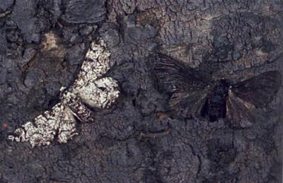 Did you know that the black moths and the white moths are infact the ...