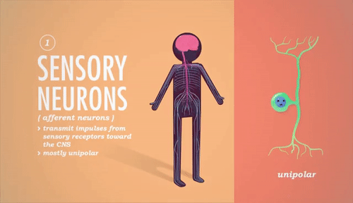 the somatic nervous system carries information to the the somatic nervous system carries information to the