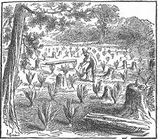 tobacco cultivation apush Sutori