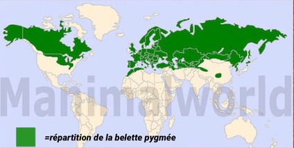 L’aire de répartition de la belette pygmée est très vaste. On la ...