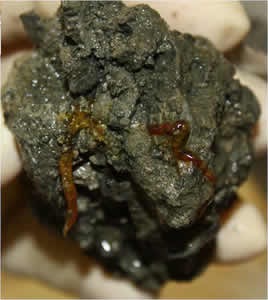 First Recorded Complex Life Form First fossil of a complex organism