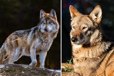 A comparison between the Grey Wolf (left) and their relatives, the Red ...