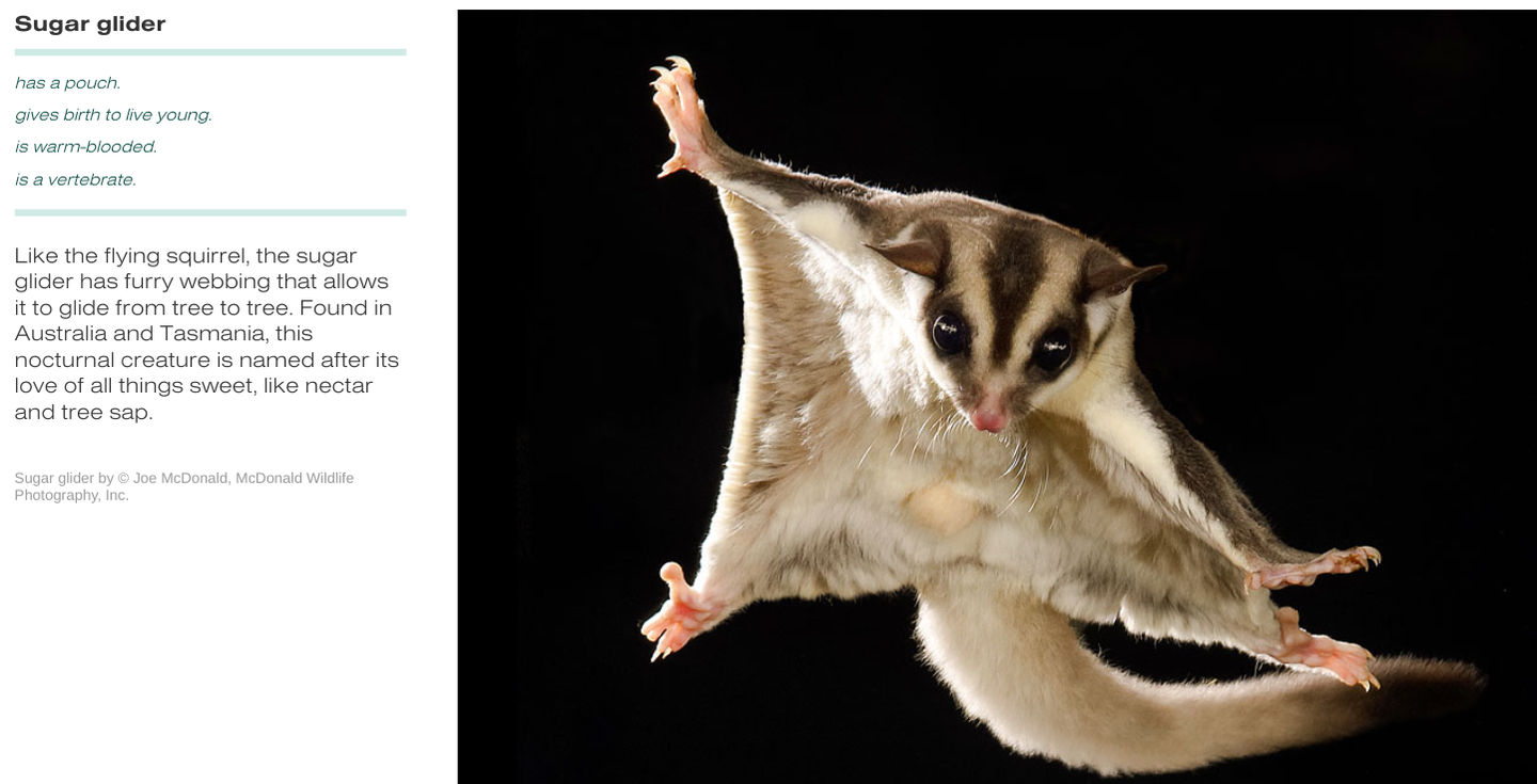 Sugar glider spanish