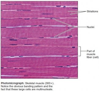 Remember when we looked at skeletal muscle tissue under the microscope?