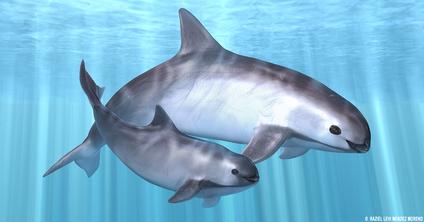 The Vaquita is the most endangered Cetacean in the world right now ...