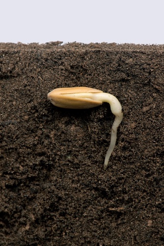 https://www.sciencesource.com/archive/Image/Sunflower-germination--2-of ...