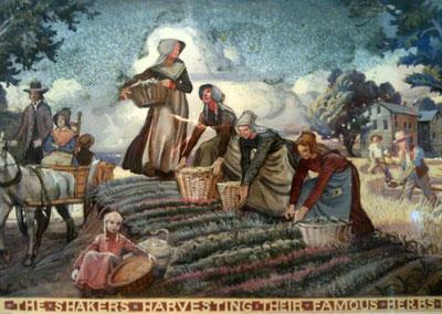 The Shakers Harvesting Their Famous Herbs - The Shakers Historical Society