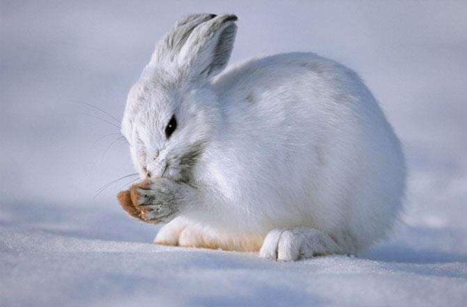 Arctic Hare Diet