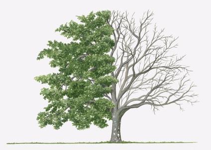 Tree Dormancy Quiz