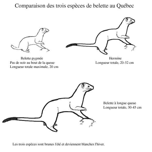 La Petite Belette Sutori