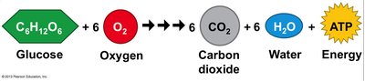 The cellular respiration equation