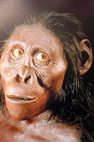 Australopithecus Africanus