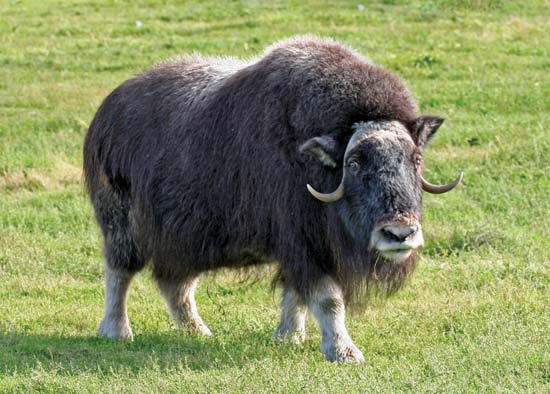 An Ox