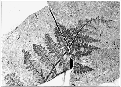 This fern is one of the first of the ferns to be seen on Earth it is ...