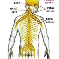 Nervous System