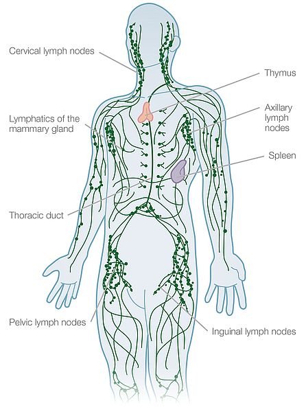 Organs of the Lymphatic System: