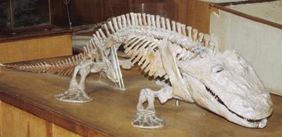 This shows how this a biotic factor because it's a preserved fossil of ...