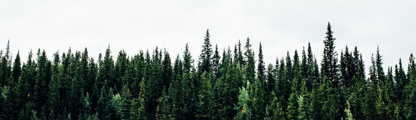 Eastern White Pine Fact Sheet - Signs of the Seasons: A New England  Phenology Program - University of Maine Cooperative Extension