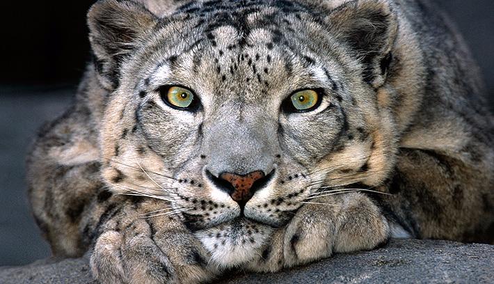 Provided by: http://animals.sandiegozoo.org